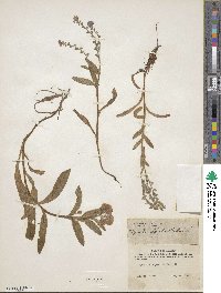 Myosotis alpestris image