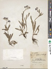 Myosotis alpestris image