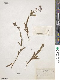 Myosotis alpestris image