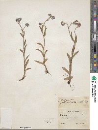 Myosotis alpestris image