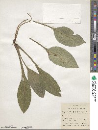 Pulmonaria saccharata image