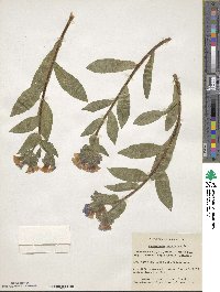 Pulmonaria saccharata image