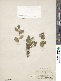 Pulmonaria officinalis image