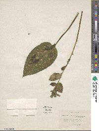 Pulmonaria officinalis image