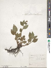 Pulmonaria officinalis image