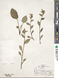 Pulmonaria officinalis image