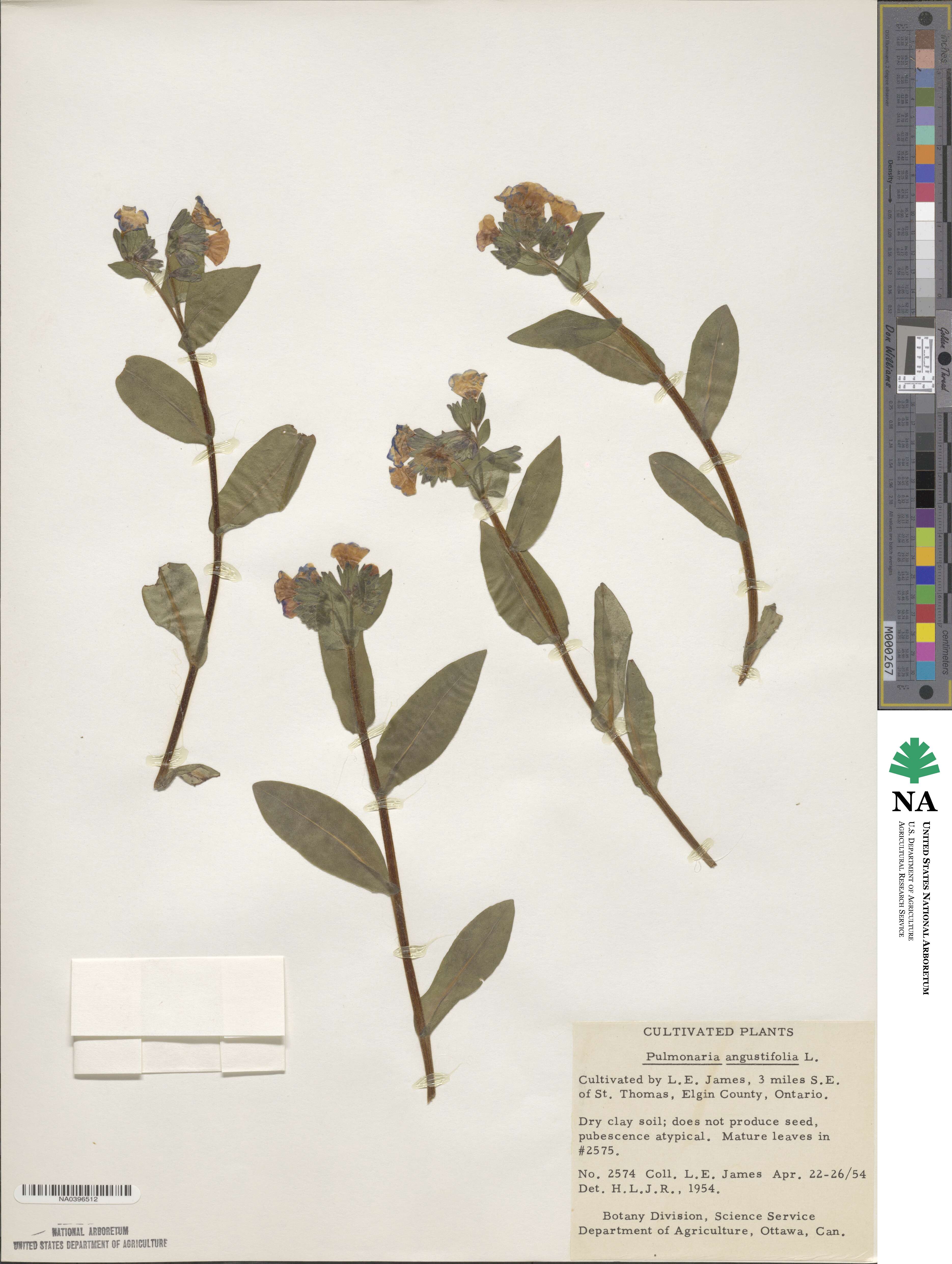 Pulmonaria angustifolia image