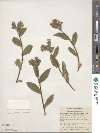 Pulmonaria angustifolia image