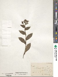 Pulmonaria officinalis image