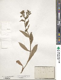 Pulmonaria officinalis image