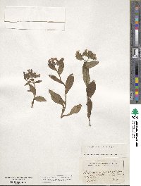 Pulmonaria officinalis image