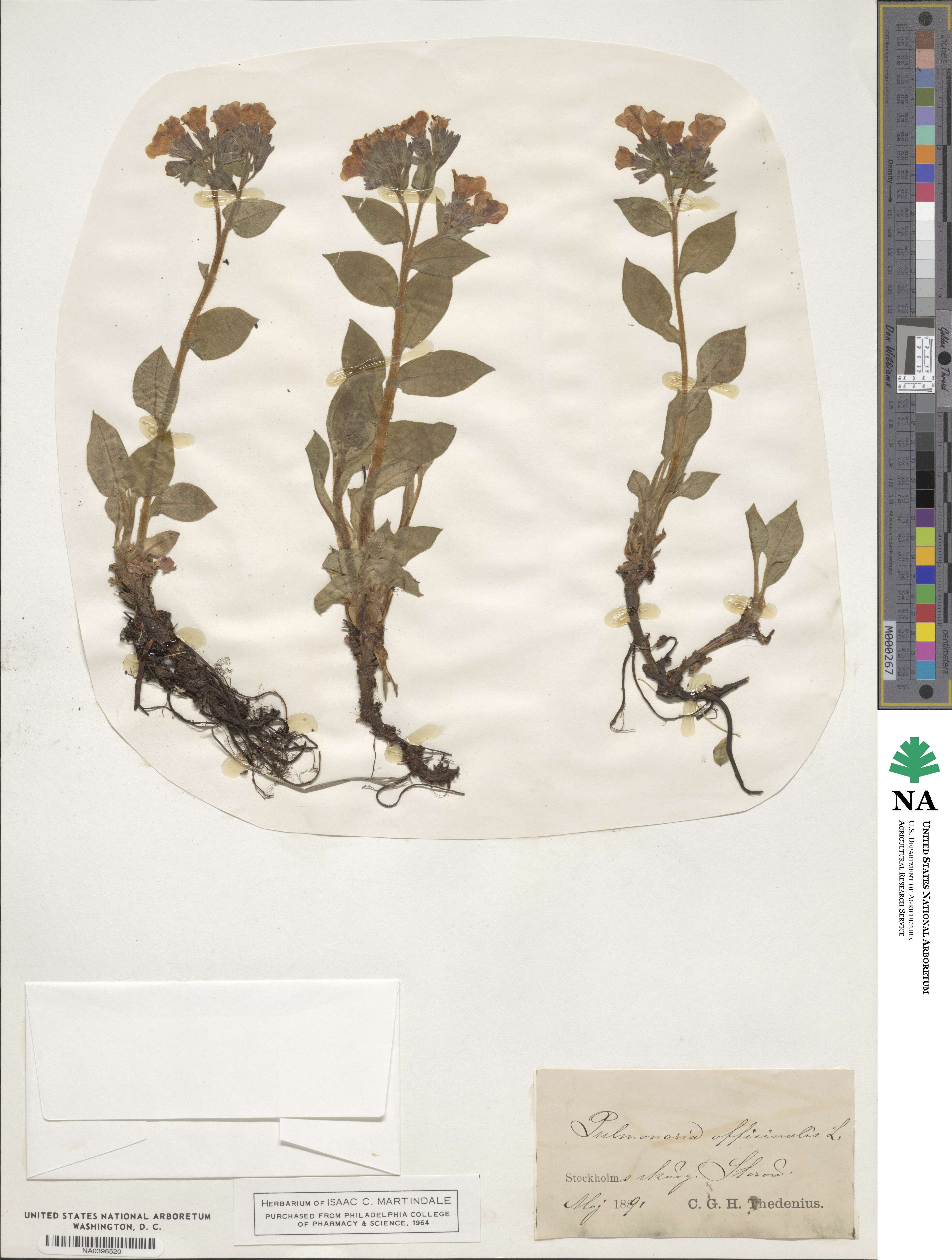 Pulmonaria officinalis image