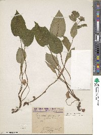 Pulmonaria officinalis image