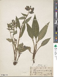 Image of Pulmonaria montana