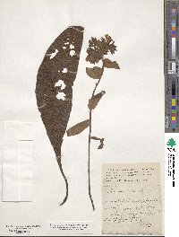 Pulmonaria mollis image