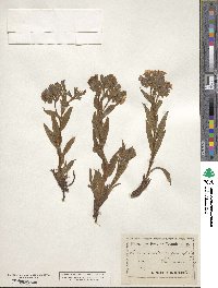 Pulmonaria angustifolia image