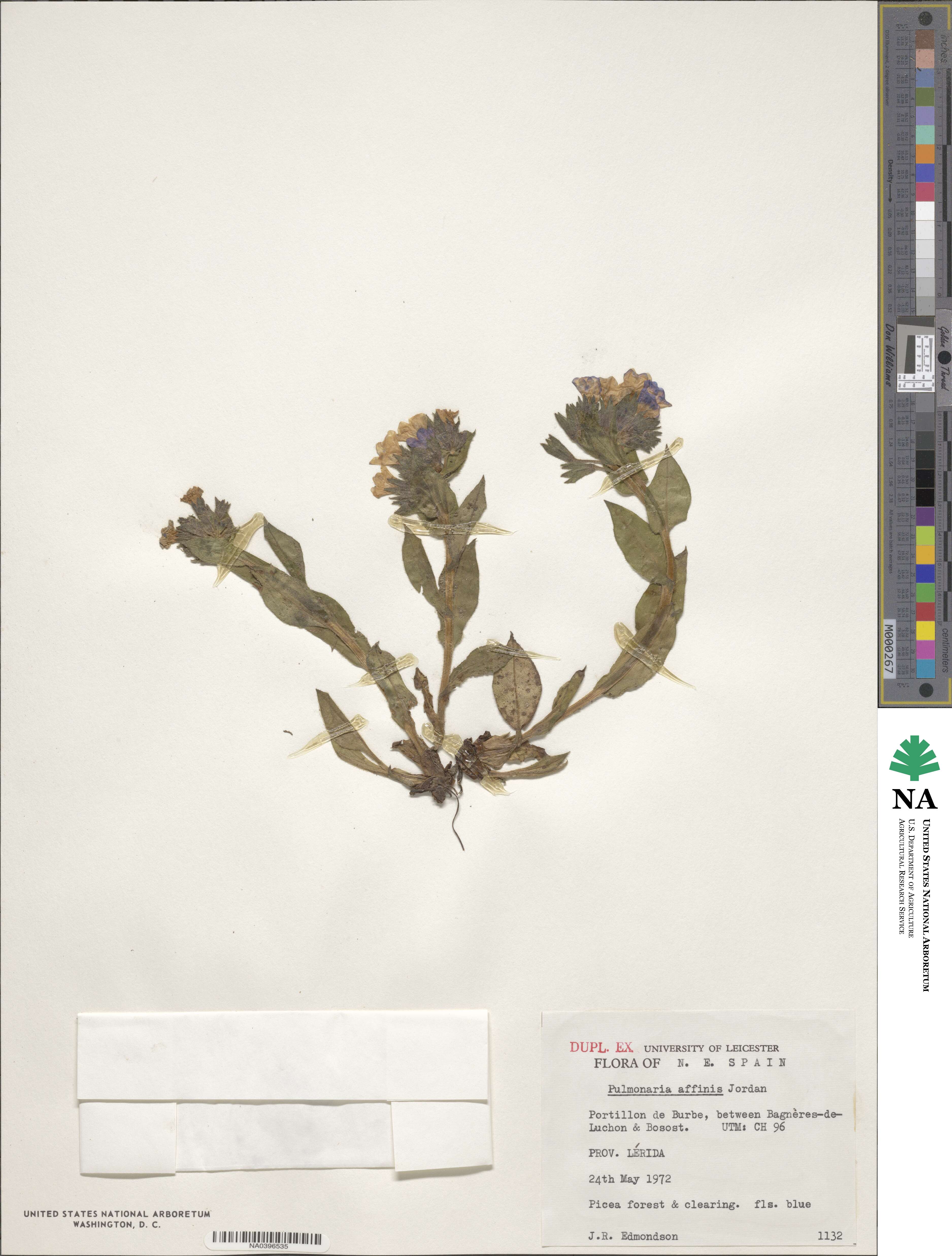 Pulmonaria affinis image