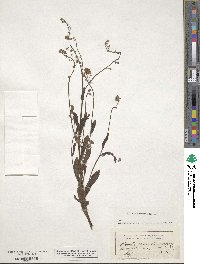 Myosotis arvensis image