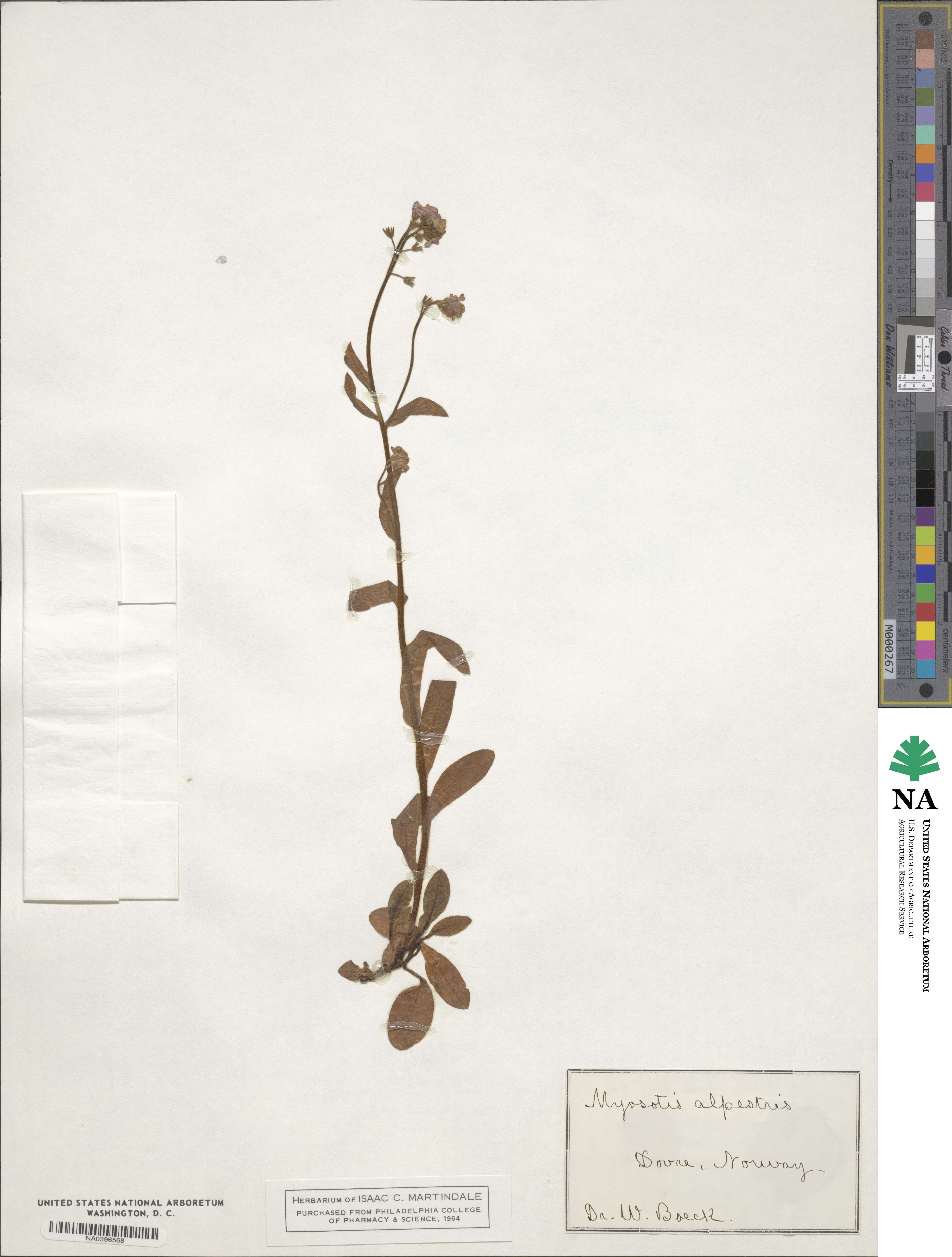 Myosotis alpestris image