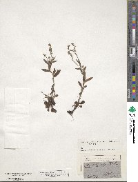 Myosotis alpestris image