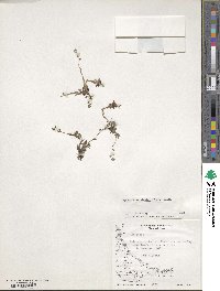 Myosotis discolor subsp. discolor image