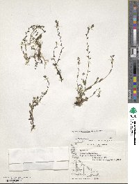 Myosotis discolor subsp. discolor image