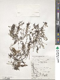 Myosotis discolor subsp. discolor image