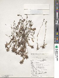 Myosotis discolor subsp. discolor image