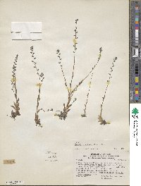 Myosotis discolor subsp. discolor image