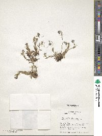 Myosotis discolor image