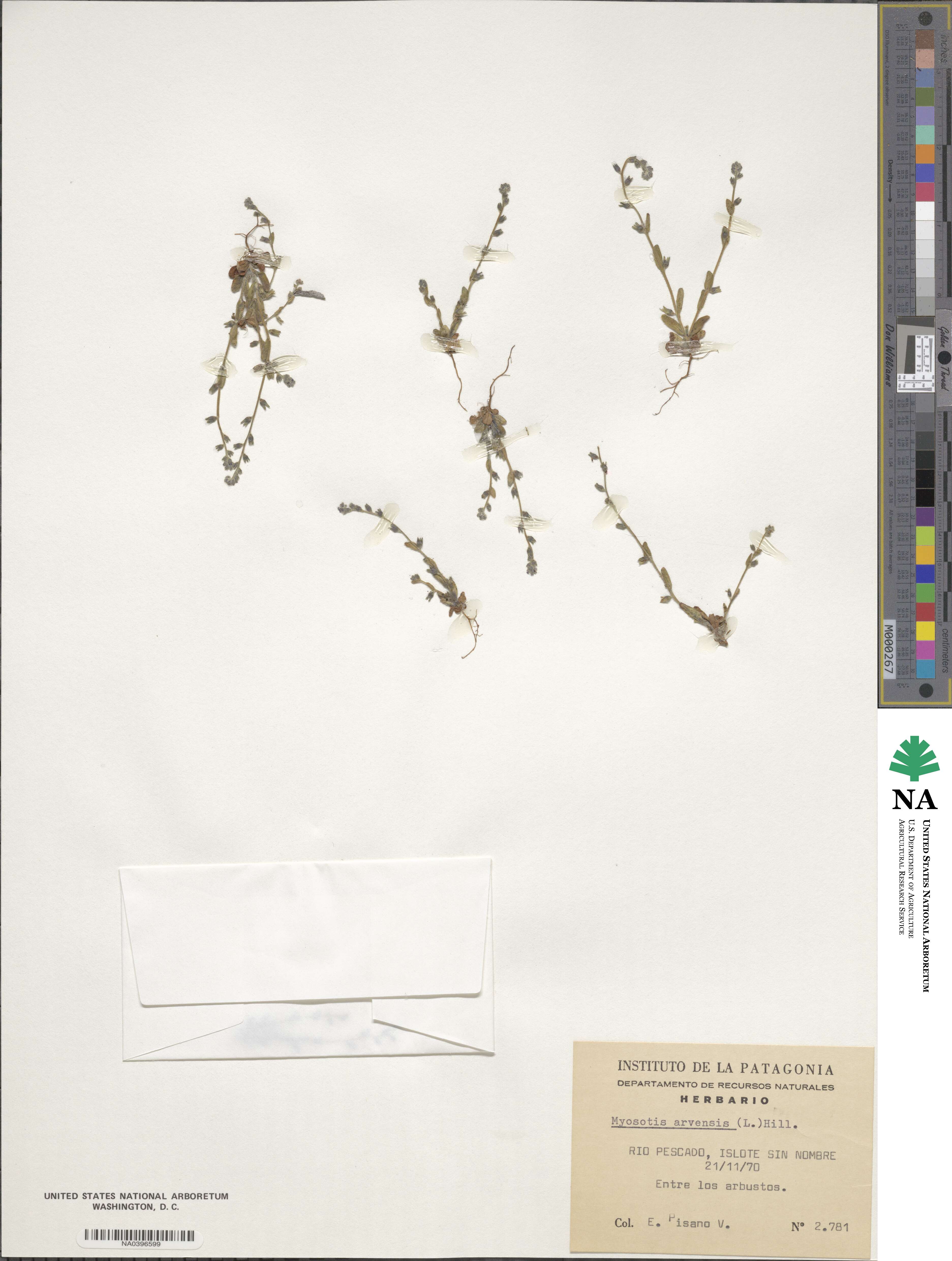 Myosotis arvensis image