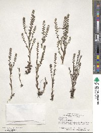 Myosotis verna image