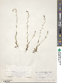 Myosotis discolor subsp. discolor image