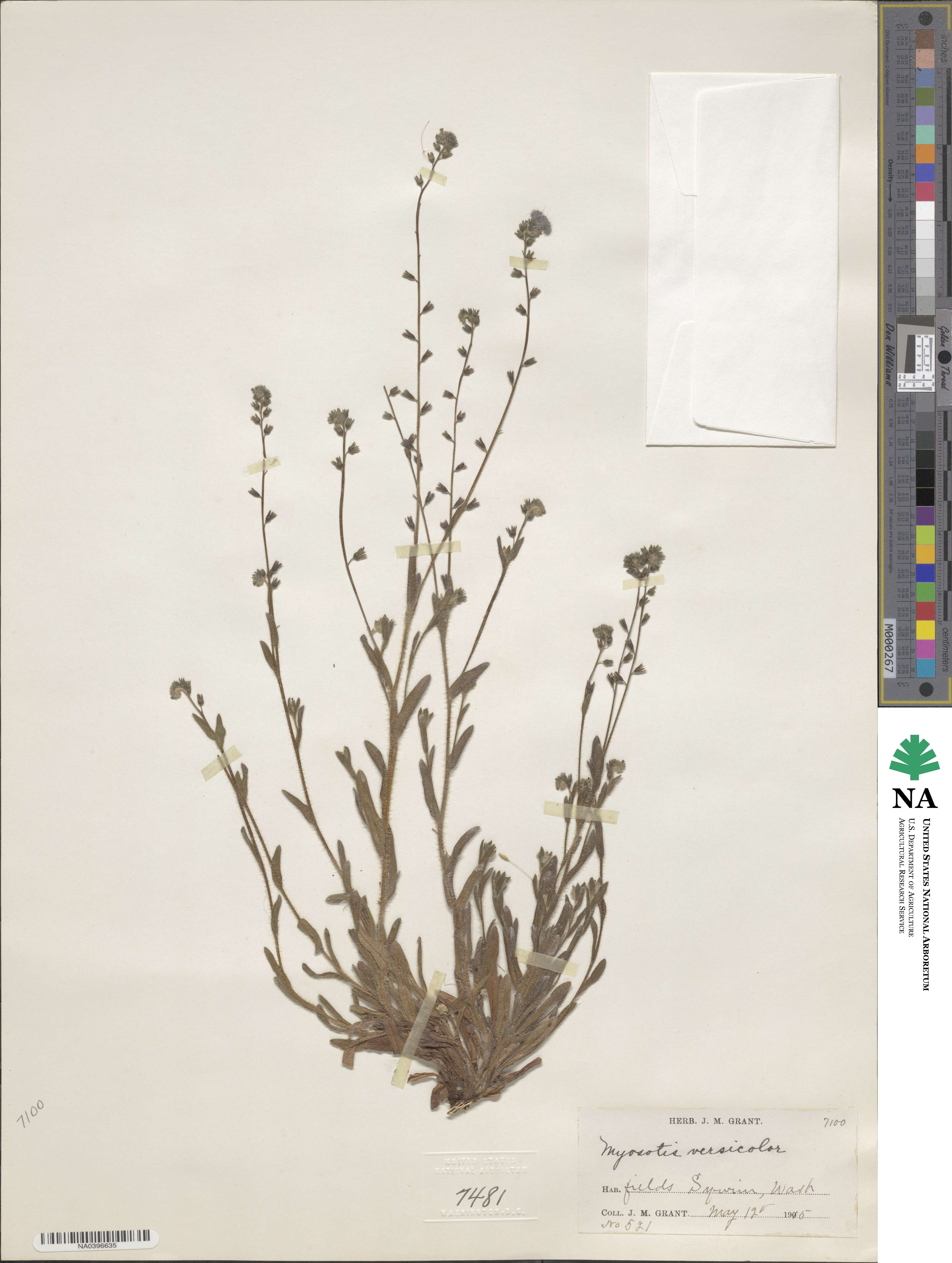 Myosotis discolor image