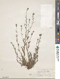 Myosotis discolor image