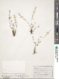 Myosotis discolor subsp. discolor image