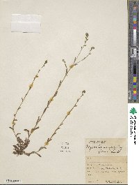 Myosotis discolor subsp. discolor image