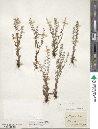 Myosotis verna image