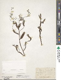 Myosotis palustris image