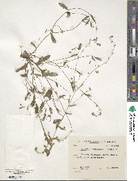 Myosotis discolor subsp. discolor image