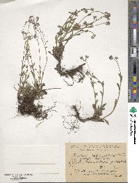 Image of Myosotis radix-palaris