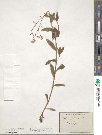 Myosotis palustris image