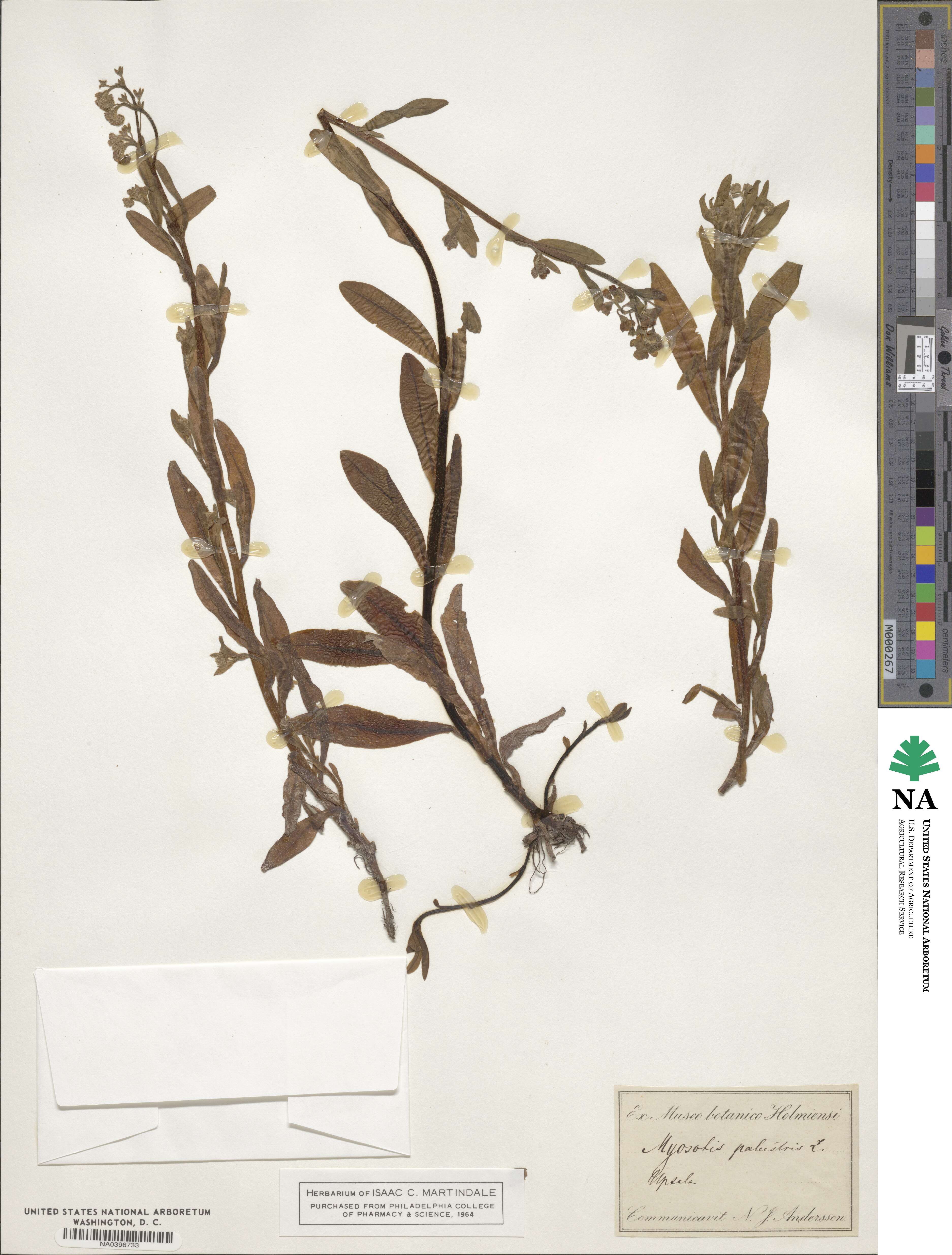 Myosotis palustris image