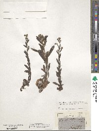 Image of Myosotis lithospermifolia