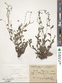 Myosotis laxa image