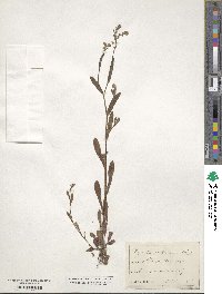 Myosotis intermedia image