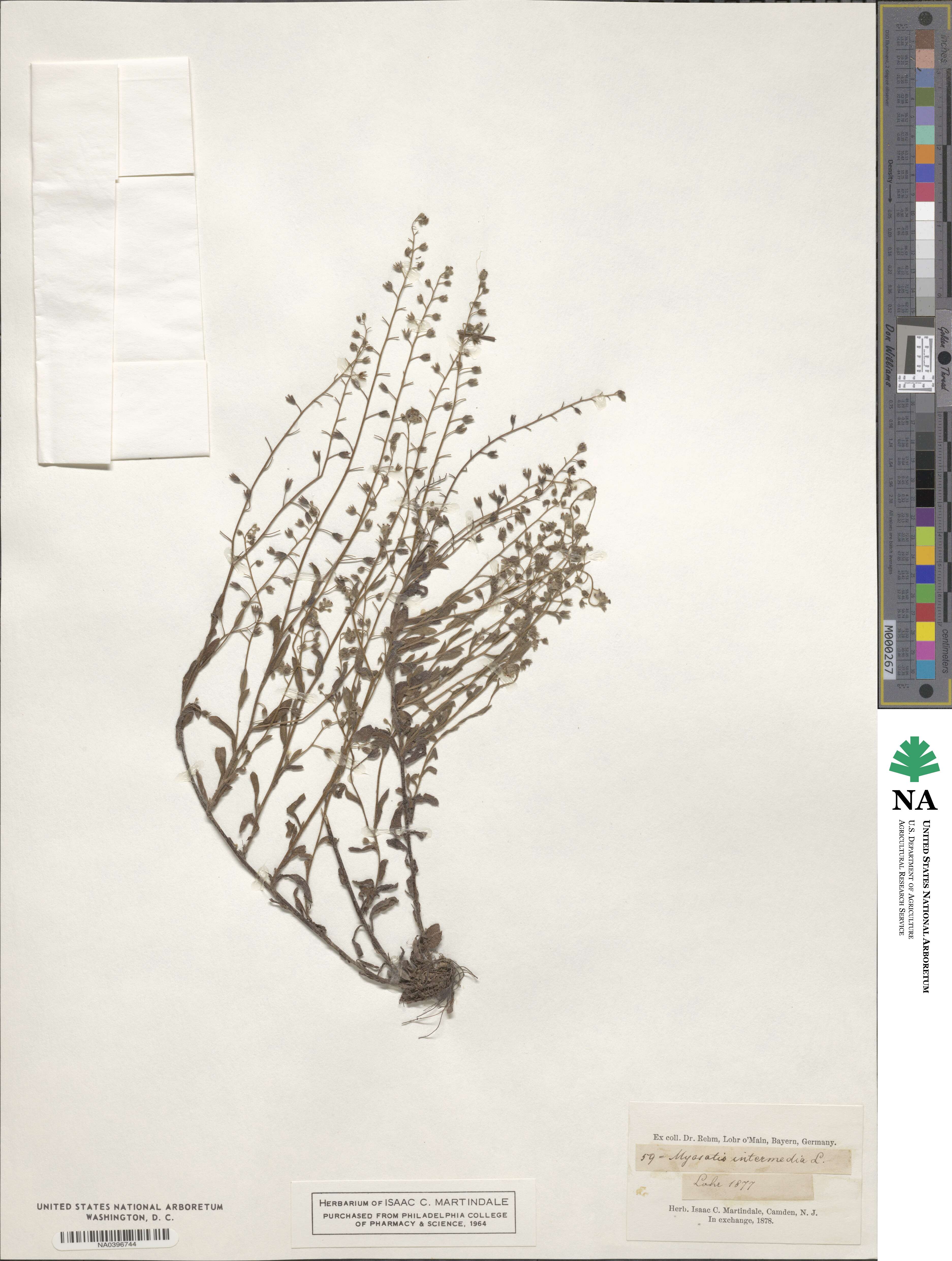 Myosotis intermedia image