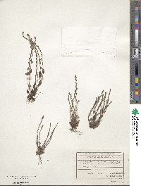 Image of Myosotis incrassata