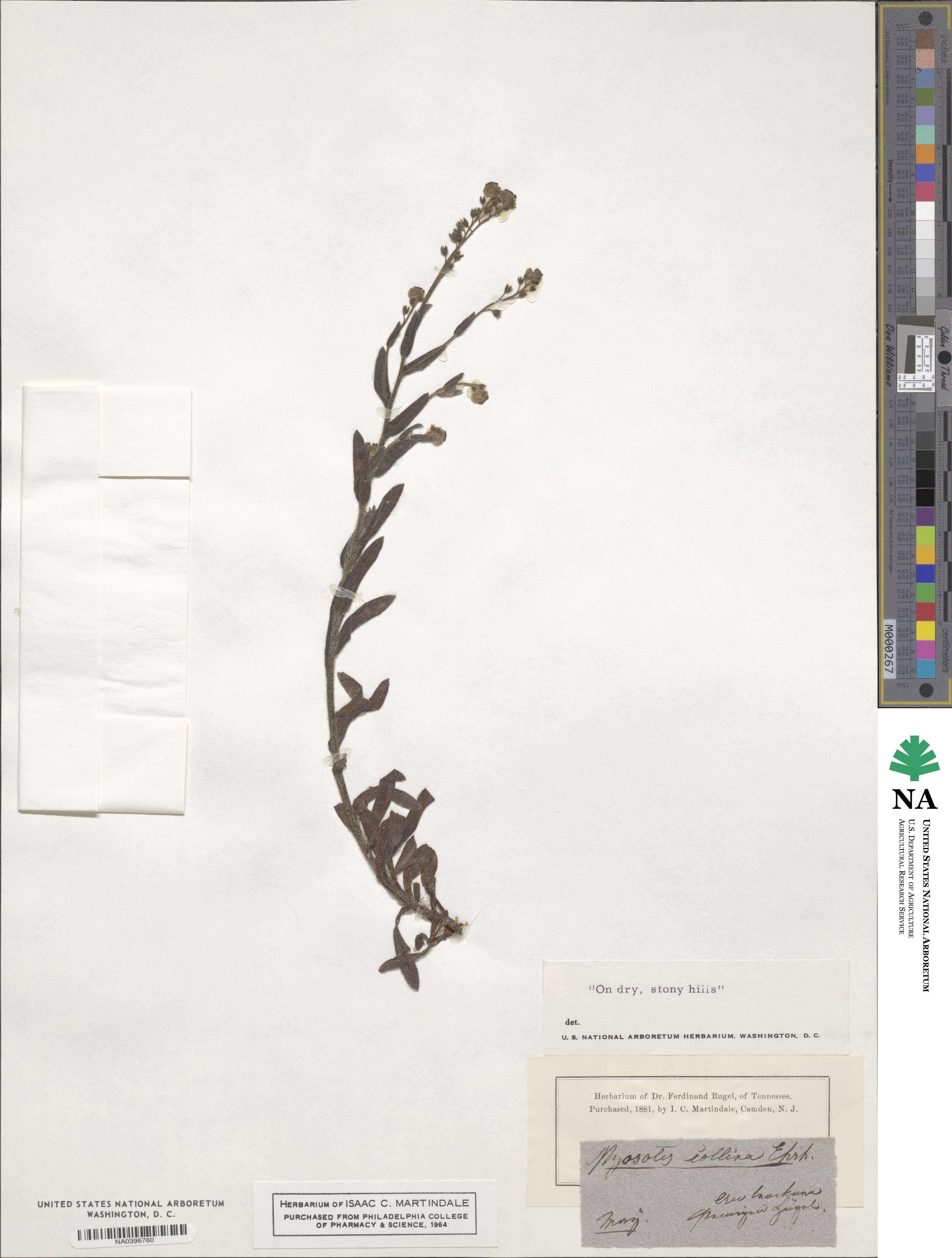 Myosotis ramosissima image