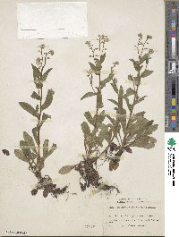 Myosotis sylvatica image